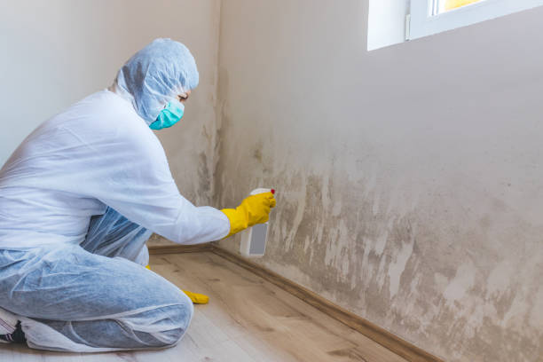 Licensed Black Mold Removal service in North Beach, MD - WQB Mold Removal