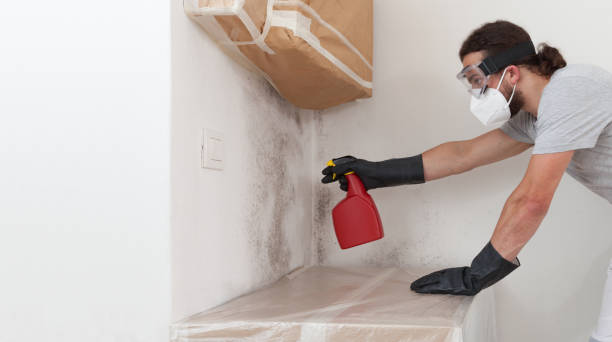 Professional Black Mold Removal technician working in North Beach, MD