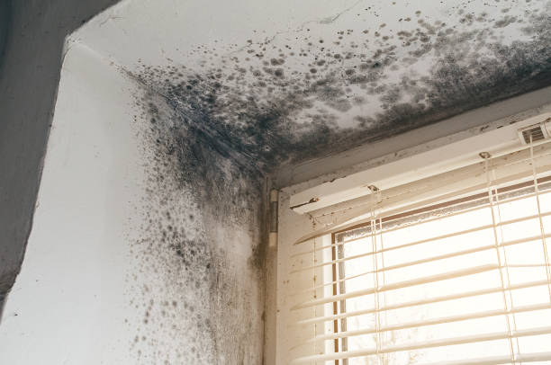 Affordable Black Mold Removal solutions in North Beach, MD
